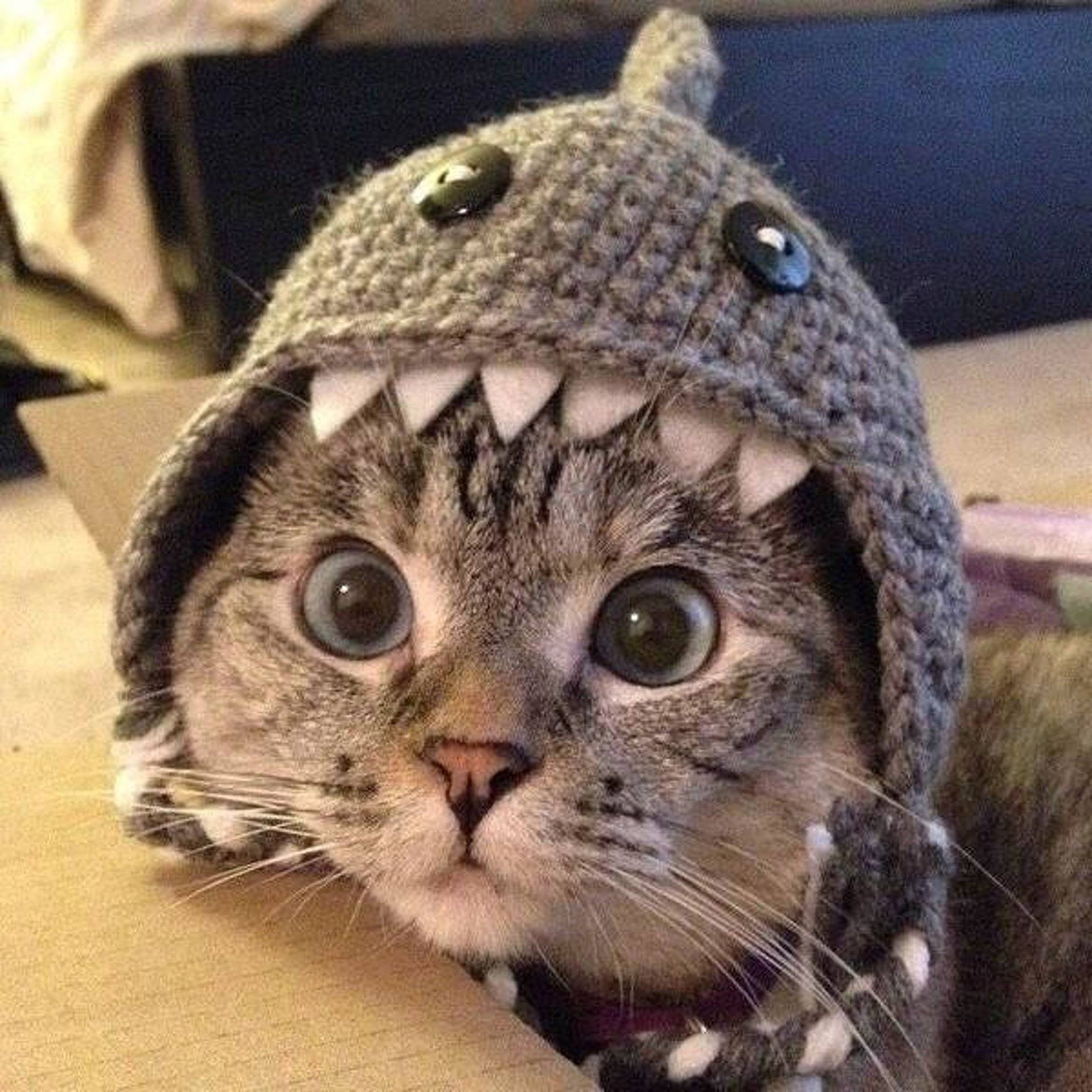Microwave the cat